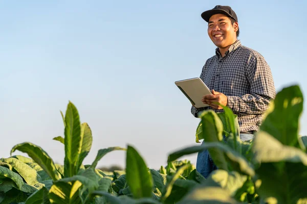 Happy Asian Farmer Holding Tablet Tobacco Farm Concept Using Technology — Stock Photo, Image