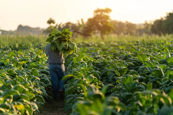 Agriculture Farmer Carrying Harvest Tobacco Leaves Harvest Season Tobacco Industry — Stock Photo, Image