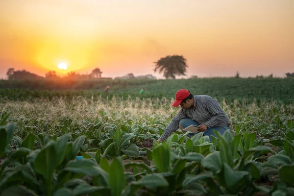 Farmers Use Technology Irrigating Tablets Grow Tobacco Plants Growing Tobacco — Foto Stock
