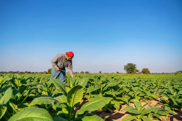 Agriculture Young Farmer Use Tablet Collect Tobacco Leaf Growth Data — Stock Photo, Image