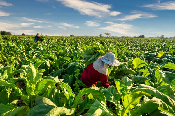 Agriculture Farmer Harvest Tobacco Leaves Harvest Season Field Tobacco Industry — Stock Photo, Image