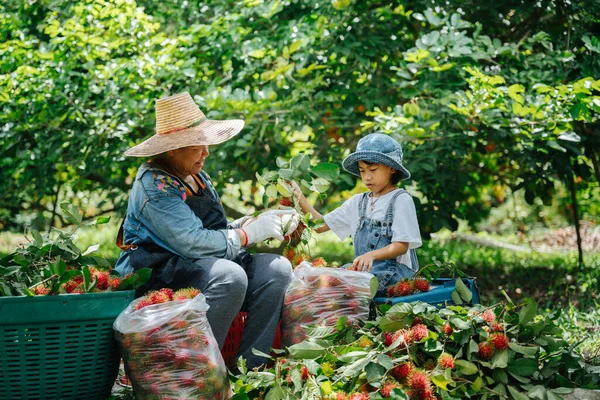 Asian Farmer Grandma Granddaughter Harvesting Fresh Rambutan Rambutan Garden Happily — Foto Stock