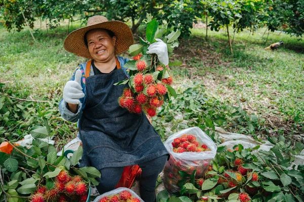 Asian farmer woman thumbs up and holding fresh rambutan at the rambutan garden. Organic fruit agriculture concept.