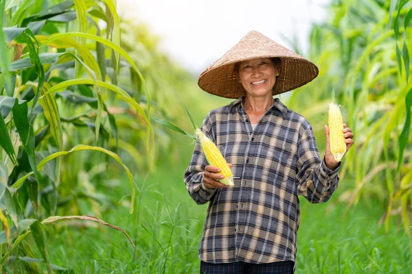 Azjatycki Rolnik Zbierający Kukurydzę Cukrową Podczas Pokazać Doskonały Wynik Kukurydzy — Zdjęcie stockowe