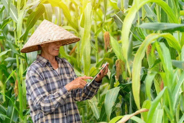 Azjatycki Rolnik Wykorzystujący Technologię Tabletek Kontroli Kukurydzy Polu Rolnictwo — Zdjęcie stockowe