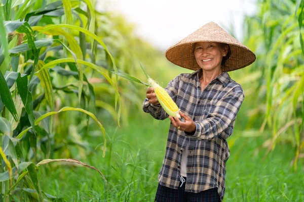 Szczęśliwy Azjatycki Rolnik Trzyma Świeżą Piękną Kukurydzę Doskonałą Kukurydzę Polu — Zdjęcie stockowe
