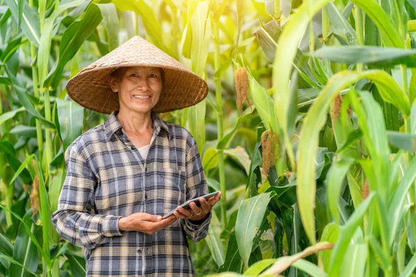 Asian women in organic corn or maize field, farmer smile and holding tablet use technology in corn field. Agriculture.