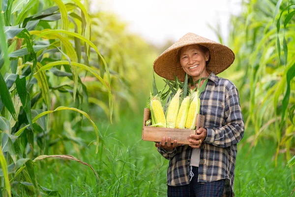 Azjatycki Rolnik Uśmiechający Się Trzymający Skrzynię Wypełnioną Słodką Kukurydzą Stojącą — Zdjęcie stockowe