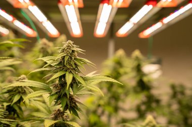 Kapalı Marihuana Ticari Büyüme Operasyonu. Yüksek kaliteli şifalı ot yetiştirmek için ekipman. Madarin Kurabiye Stili.
