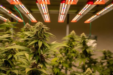 Ticari Marijuana Yetiştirme Operasyonu. Yüksek kaliteli şifalı ot yetiştirmek için ekipman. Madarin Kurabiye Stili.