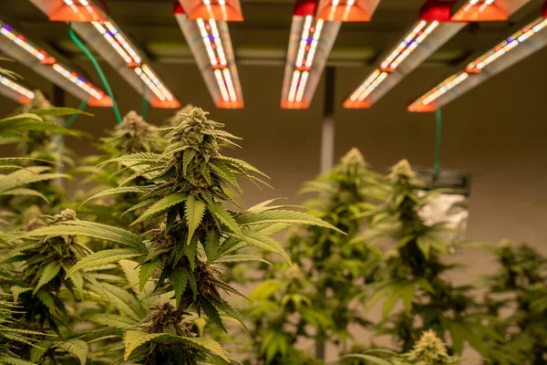 Marijuana Comercial Cresce Operação Equipamento Para Crescer Erva Alta Qualidade — Fotografia de Stock