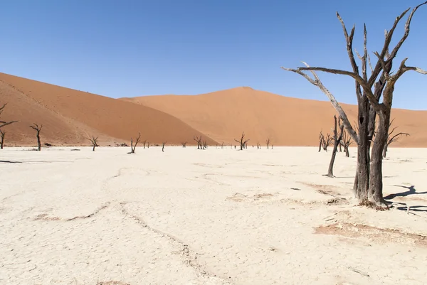 Dunas e árvores em Deserto do Namib — Fotografia de Stock