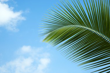 Yeşil palmiye yaprakları