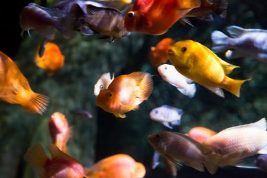 tropikal balık fotoğrafı