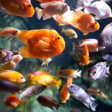 tropikal balık fotoğrafı