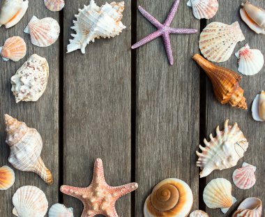 deniz kabuklarının arkaplanı