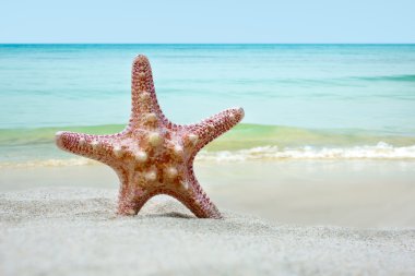 Deniz yıldızı Plajı