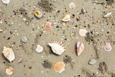 deniz kabuklarının arkaplanı