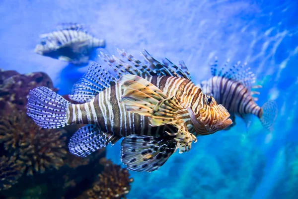 Tropische Unterwasserfische — Stockfoto