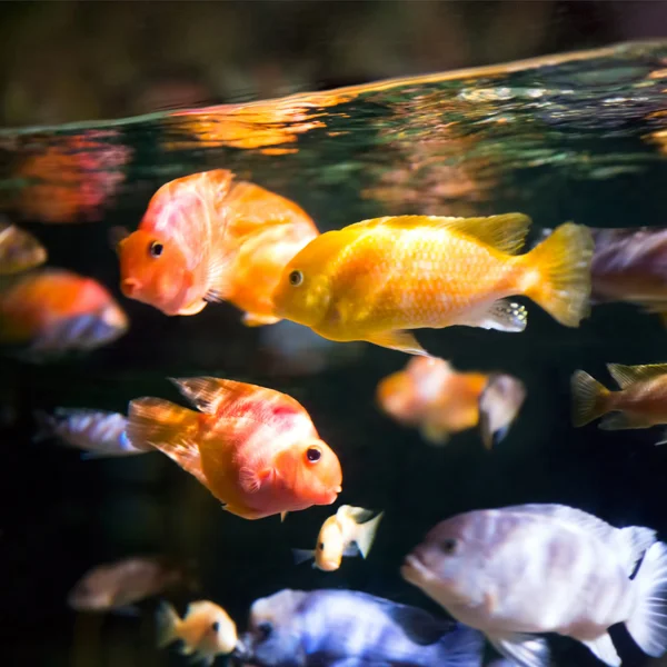 Foto eines tropischen Fisches — Stockfoto