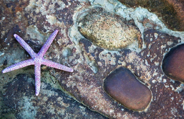 Sea star and stones — Stock Photo, Image