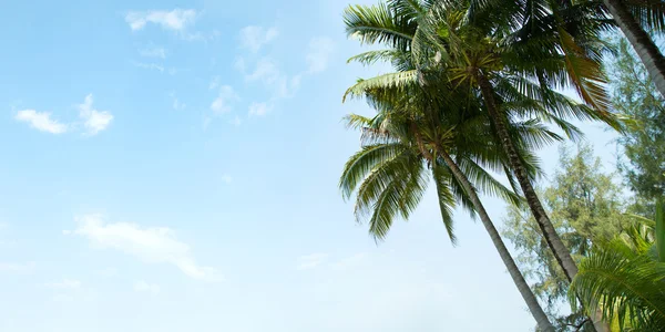 Nice palmiye ağaçlarının görüntüsü — Stok fotoğraf