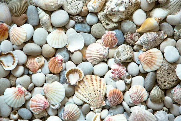 Conchas e pedras — Fotografia de Stock