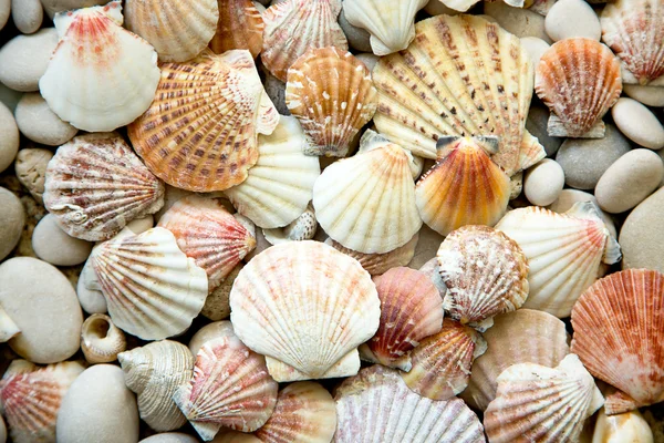 Shells and stones — Stock Photo, Image