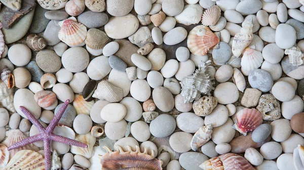 Shells and stones — Zdjęcie stockowe