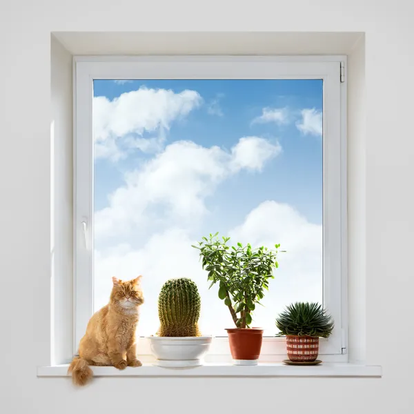 Cat and house plants — Stock Photo, Image