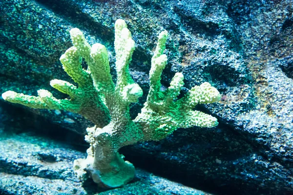 Korallen auf dem Meeresboden — Stockfoto