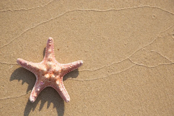 Background of sea star — Stock Photo, Image
