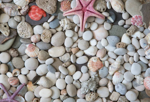 Shells and stones — Stock Photo, Image