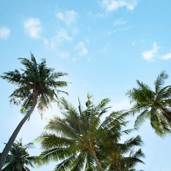 An image of nice palm trees — Stock Photo, Image