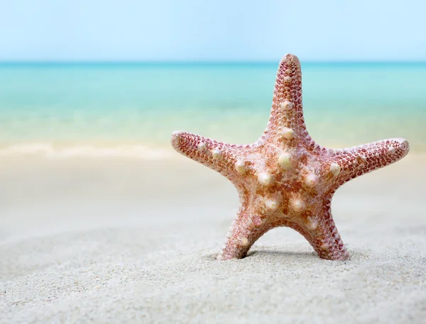 Starfish on  beach — Stock Photo, Image