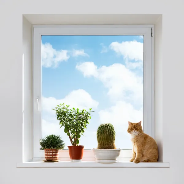 Kot i domu rośliny — Zdjęcie stockowe