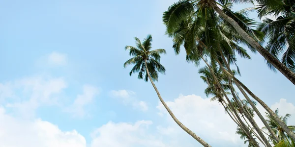 Palm trees — Stock Photo, Image