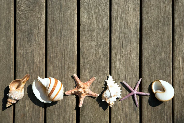 Background of sea shells — Stock Photo, Image