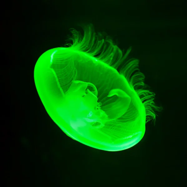 Glowing jellyfish — Stock Photo, Image