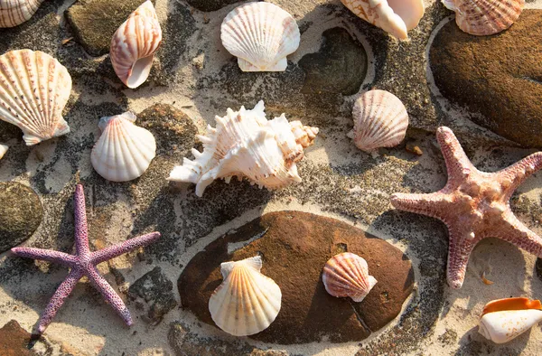 Sea shells and stars — Stock Photo, Image