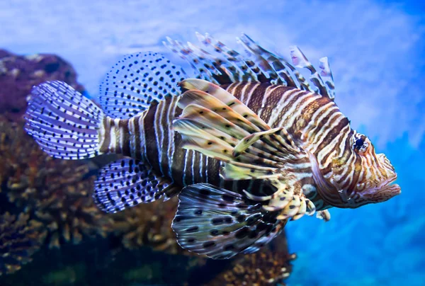 Onderwater tropische vissen — Stockfoto