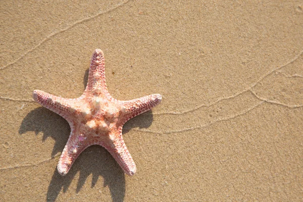 Sea star on sand — Stock Photo, Image