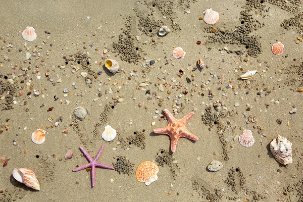 Background of sea shells — Stock Photo, Image