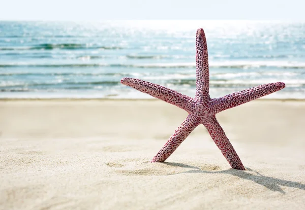 Starfish on  beach — Stock Photo, Image