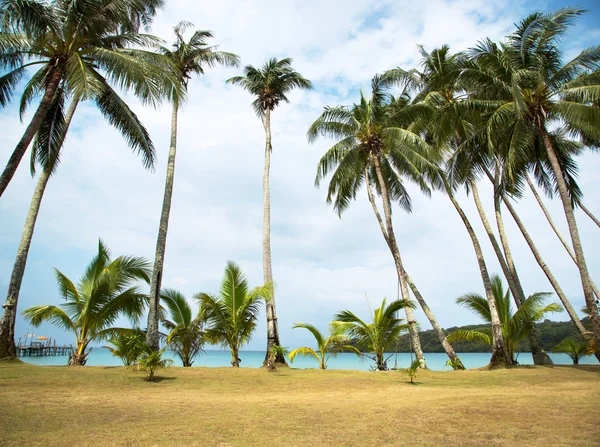 Palmy a modrá obloha — Stock fotografie