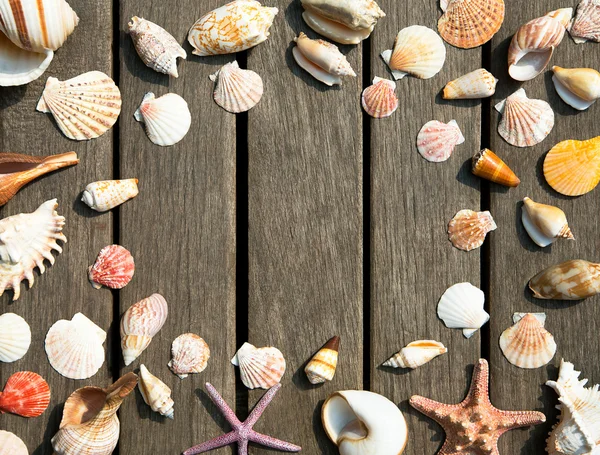 Latar belakang kerang laut — Stok Foto