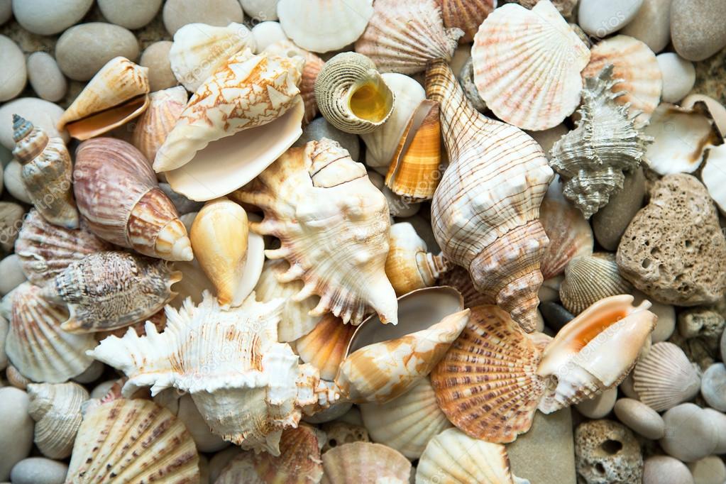 Shells and stones