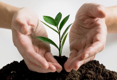 Plant in a hands clipart