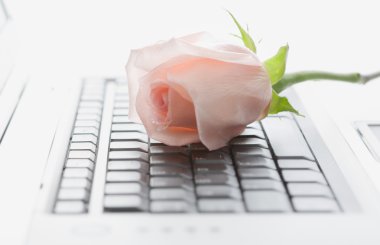 laptop ve gül