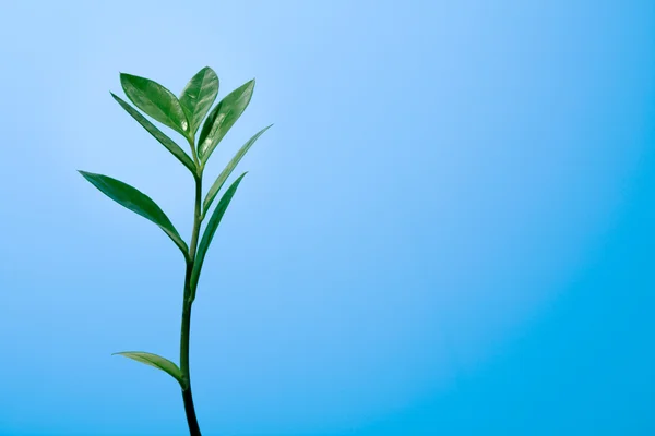 Grön växt i dagg — Stockfoto
